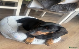 Dachshund dogs for sale: 6. Year old KC reg mini Dauchhound female - Image 2