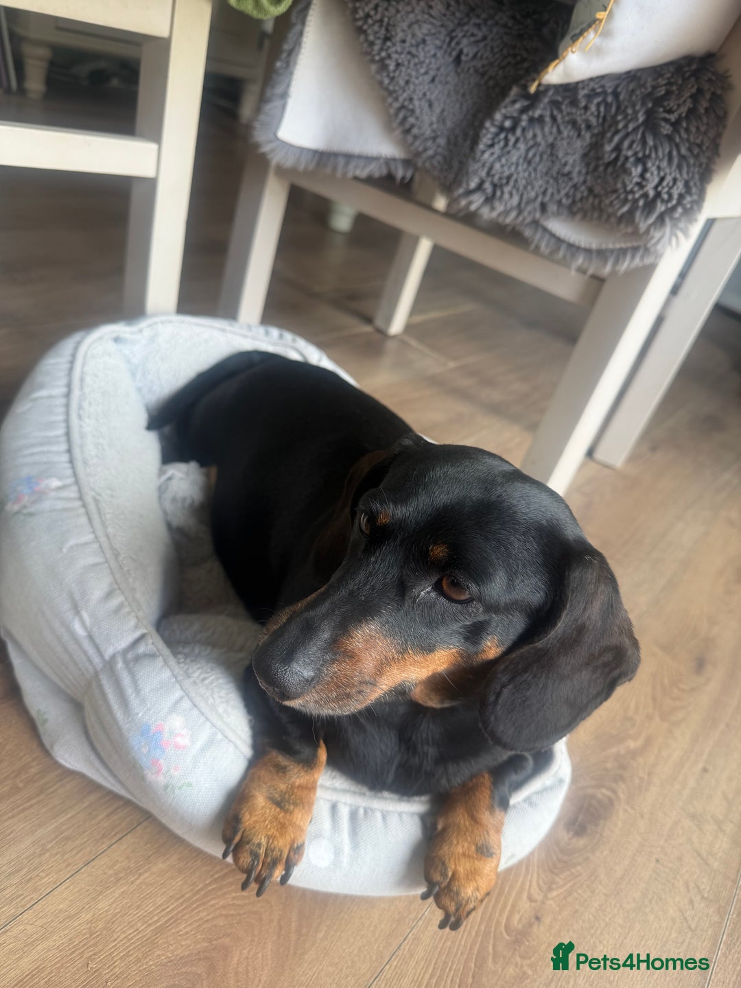 Dachshund dogs for sale: 6. Year old KC reg mini Dauchhound female - Image 2