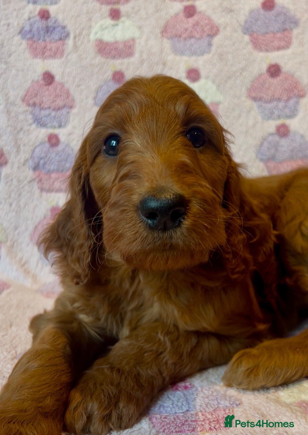 Irish Doodle dogs Beautiful F1Standard Irish doodle puppies  - Advert 6