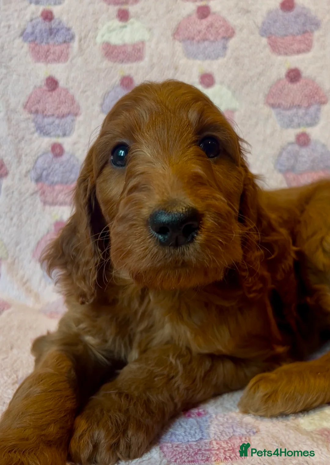 Irish Doodle dogs for sale: Beautiful F1Standard Irish doodle puppies  - Advert 1