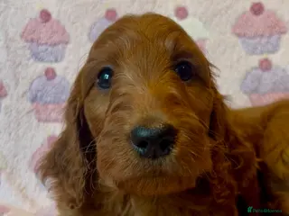 Irish Doodle dogs Beautiful F1Standard Irish doodle puppies - Advert 6