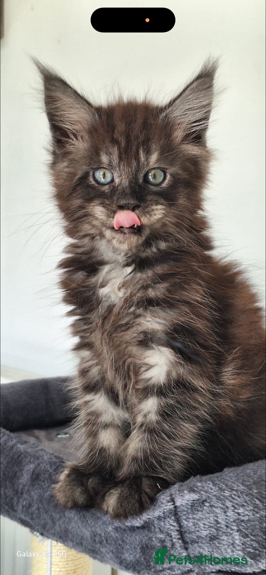 Maine Coon cats Maine coon kittens 8 weeks old  - Advert 5