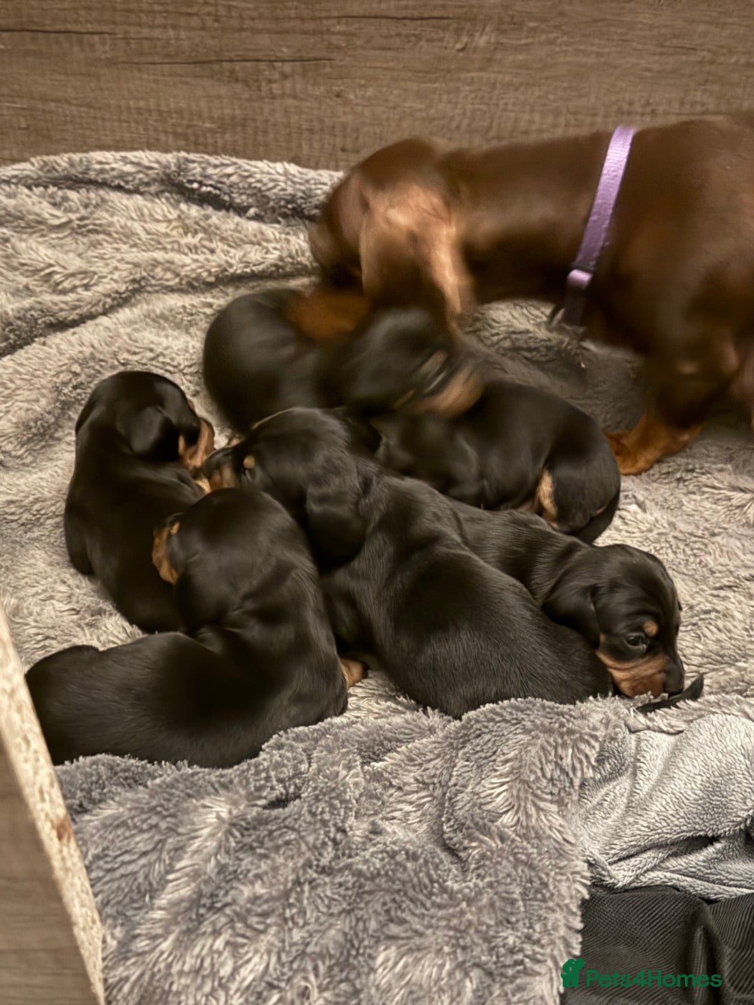 Miniature Dachshund dogs for sale: Black and Tan Miniature Dachshund Puppies  - Advert 1