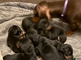 Miniature Dachshund dogs Black and Tan Miniature Dachshund Puppies - Advert 13