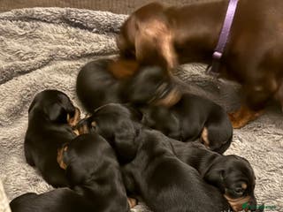 Miniature Dachshund dogs Black and Tan Miniature Dachshund Puppies - Advert 17