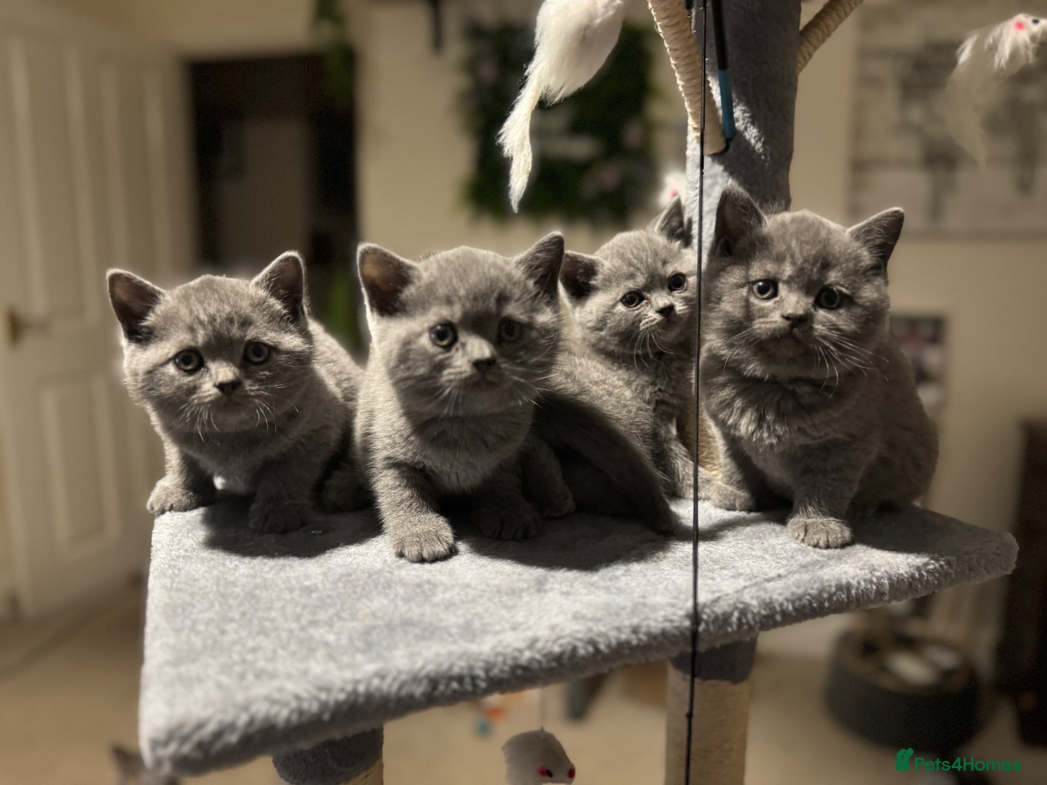 British Shorthair cats Beautiful Cobby British Blue Kittens 😍  - Advert 1