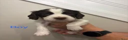 Cocker Spaniel dogs for sale: Working cocker spaniel puppies in Mansfield - Advert 14