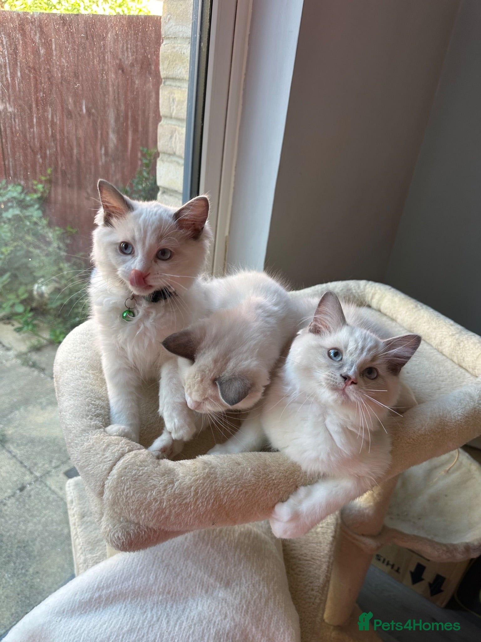 Ragdoll cats  TICA Quality Beautiful ragdoll kittens 😻🌟 - Advert 7