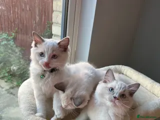Ragdoll cats TICA Quality Beautiful ragdoll kittens 😻🌟 - Advert 7