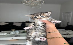 Domestic Shorthair cats for sale: 6 female kitten for sale - Image 6