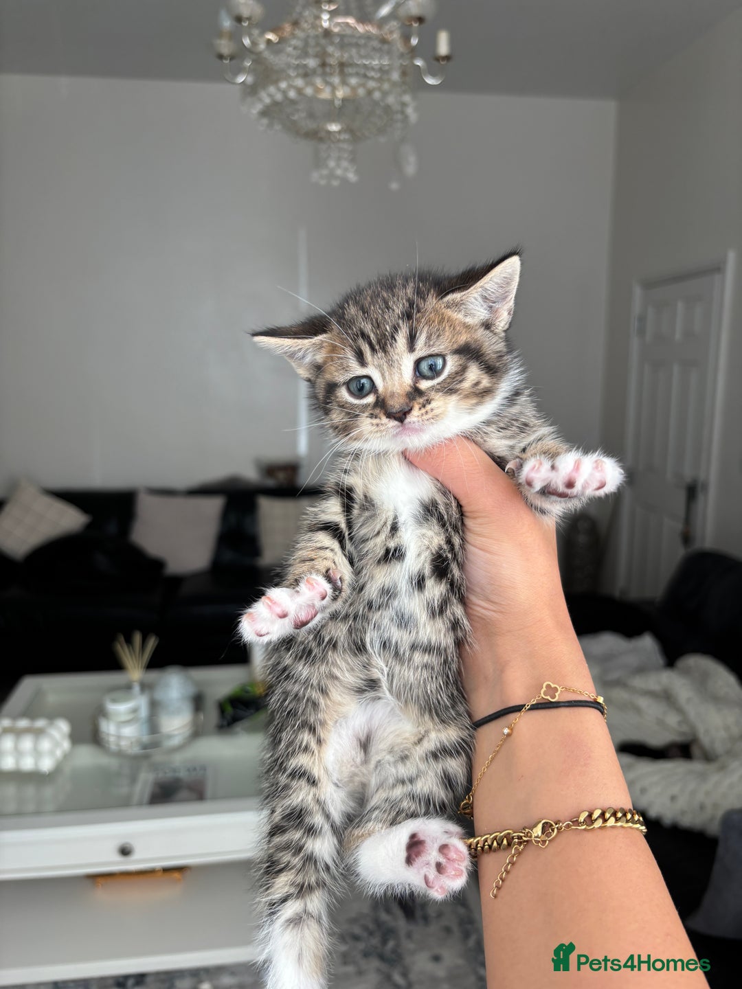 Domestic Shorthair cats for sale: 6 female kitten for sale - Image 6