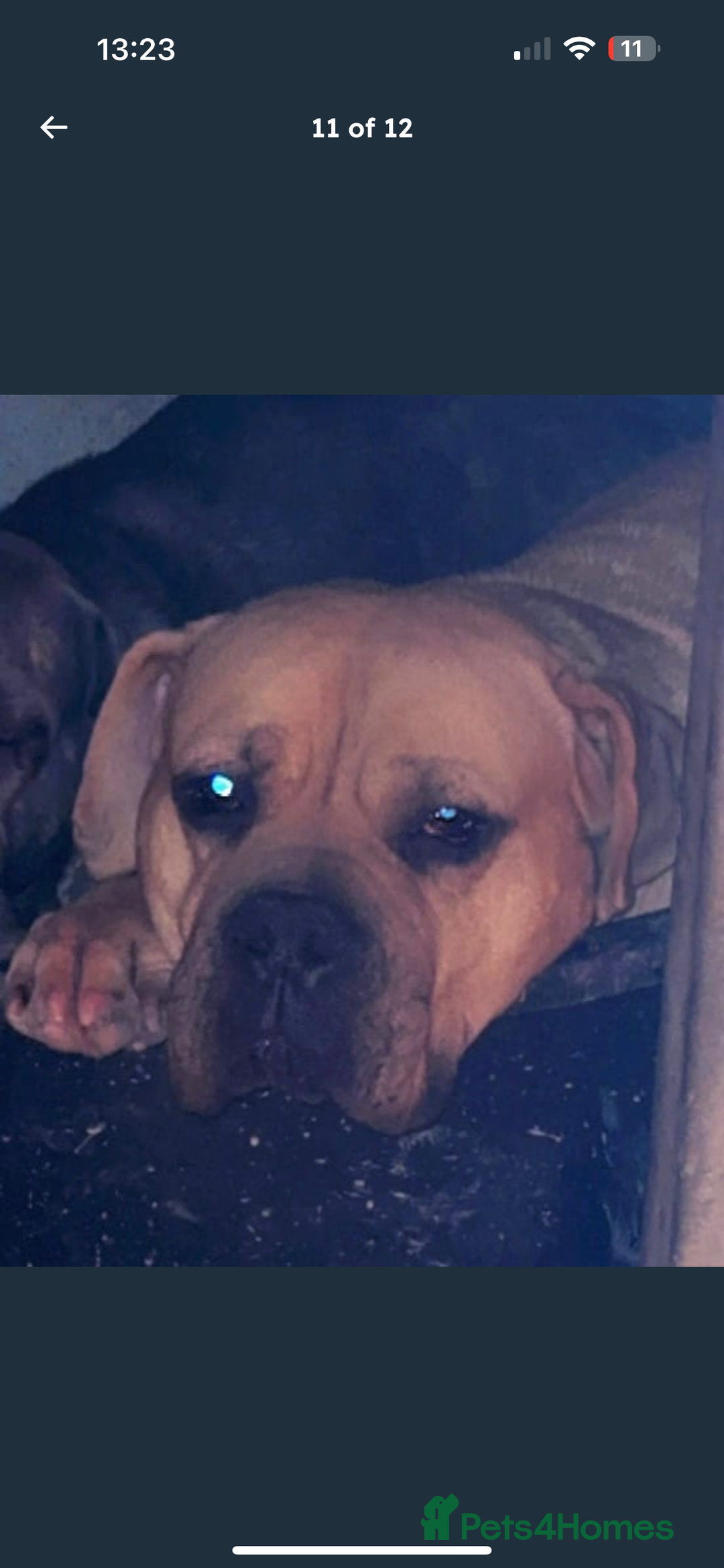 Mixed Breed dogs for sale: Alpha blue bulldog x mastiff - Image 11
