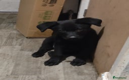 Mixed Breed dogs for sale: Rottie/German shepherd/Belgian malinonis pup - Advert 1