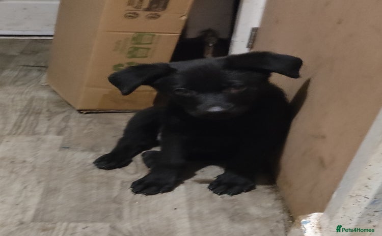 Mixed Breed dogs - Advert 8