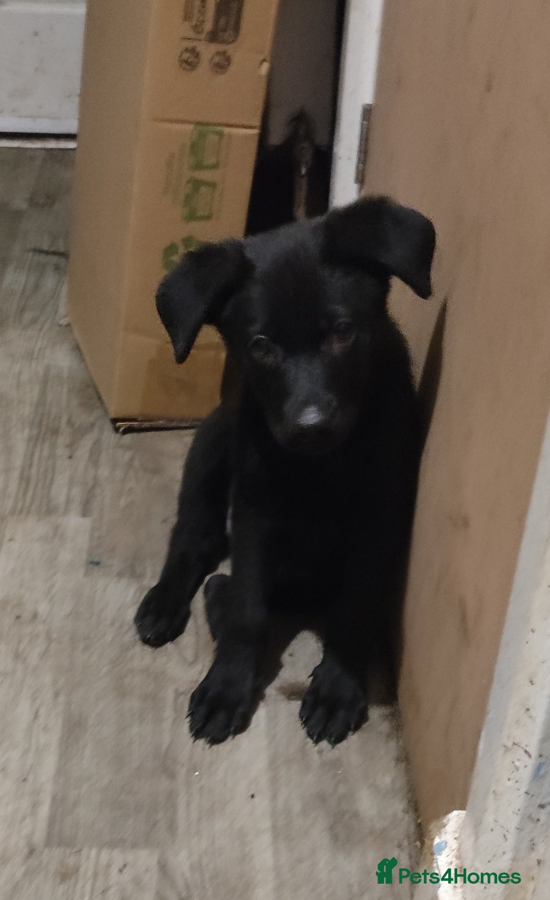 Mixed Breed dogs for sale: Rottie/German shepherd/Belgian malinonis pup - Advert 1