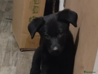 Mixed Breed dogs for sale: Rottie/German shepherd/Belgian malinonis pup - Advert 1