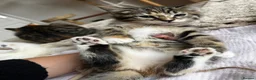 Siberian cats for sale: Tabby girls Siberian mix - Advert 12