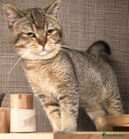 British Shorthair cats - Advert 16