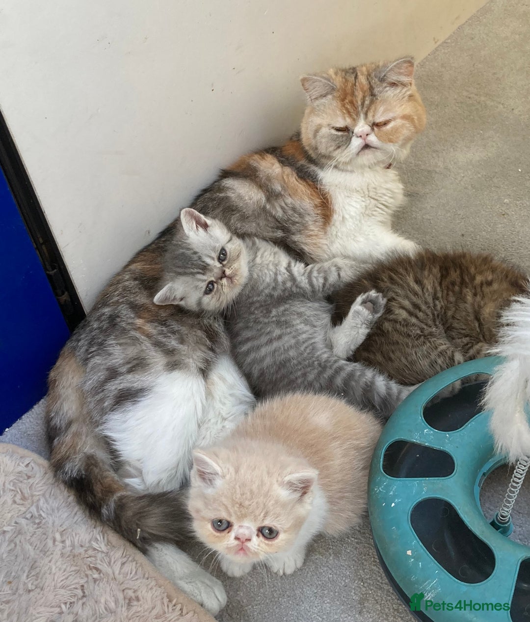 Persian cats for sale: Fluffy Persian Exotic kittens - Image 14