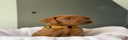 Labrador Retriever dogs for sale: Dark Fox Red Labrador Puppies – Exceptional Lines - Advert 24