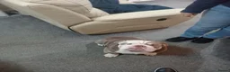 English Bulldog dogs for stud: English bulldog Adonis  in Chorley - Advert 2