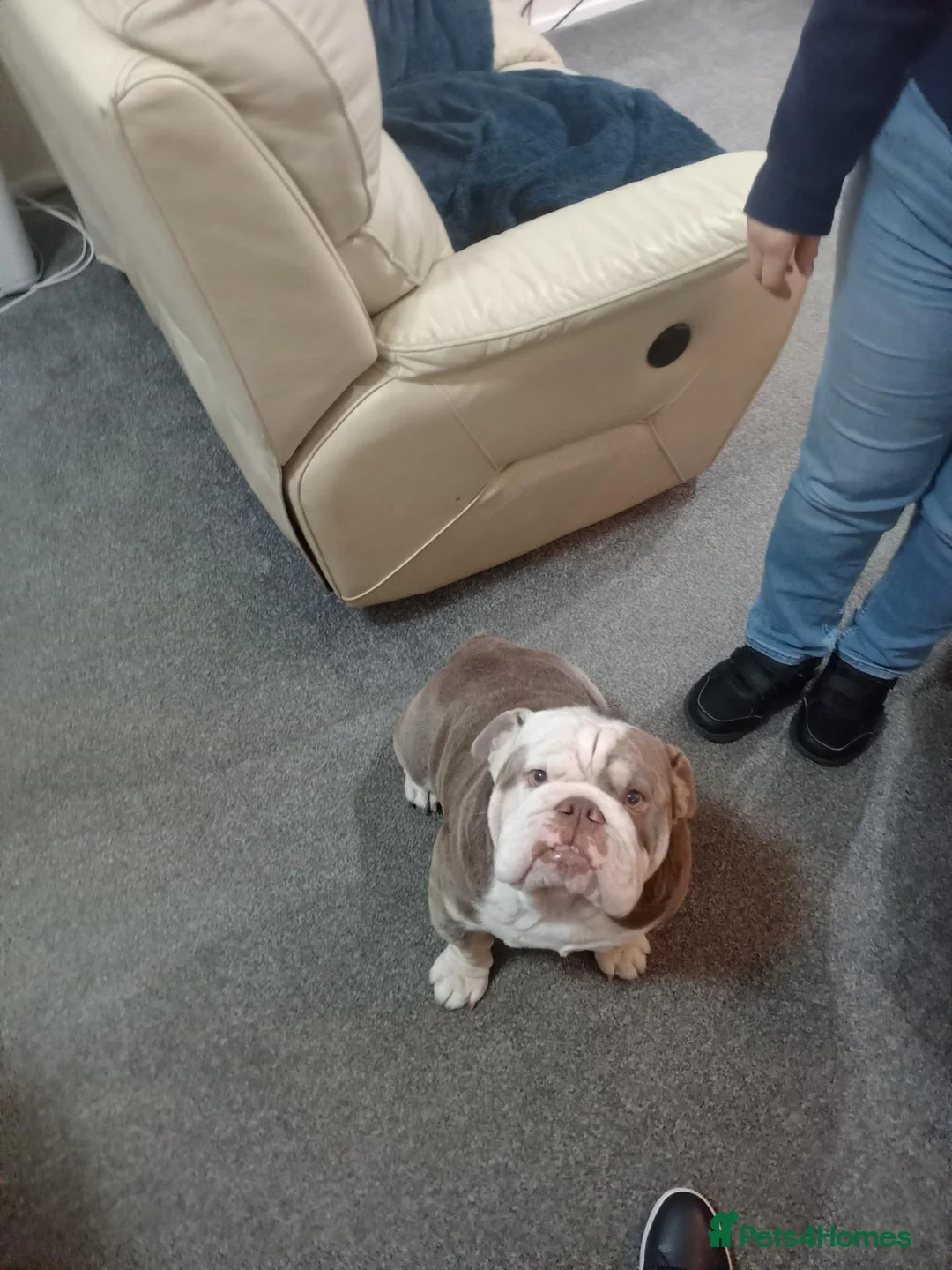 English Bulldog dogs for stud: English bulldog Adonis  in Chorley - Advert 2