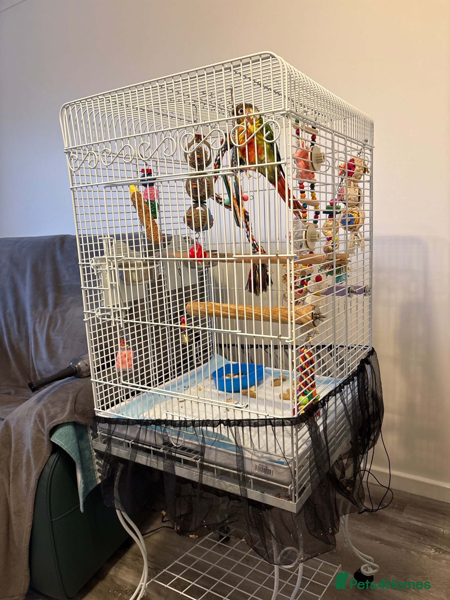 Conures birds Oscar - Advert 15