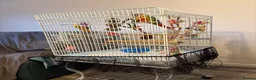 Conures birds for sale: Oscar in Warrington - Advert 1