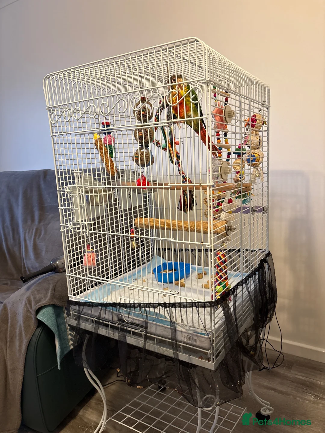 Conures birds for sale: Oscar in Warrington - Advert 1