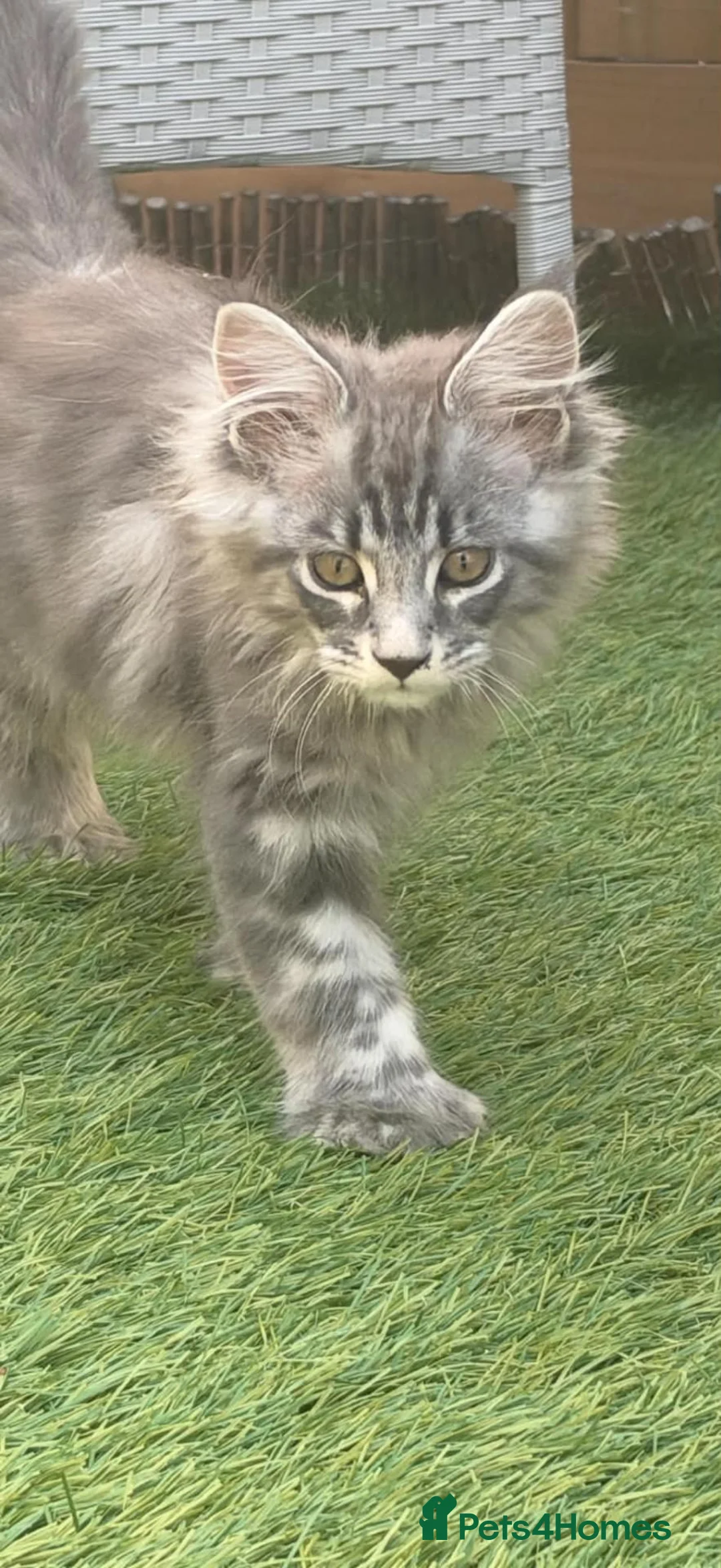 Maine Coon cats for sale: 1 tica active girl polydactyl  in Newport - Advert 2