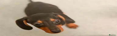 Miniature Dachshund 4
