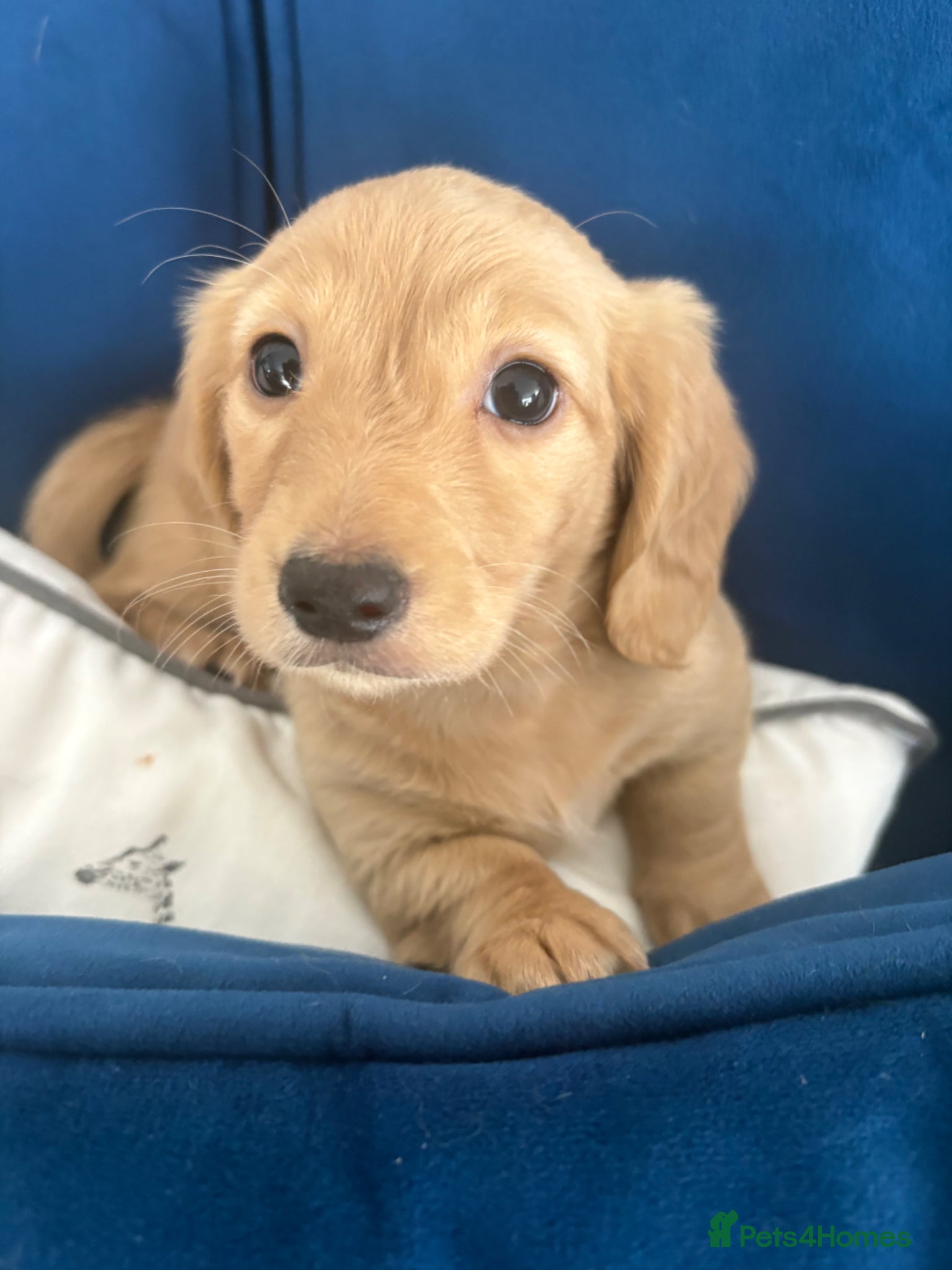 Miniature Dachshund dogs Pure cream mini long haired dachshund pups - Advert 1