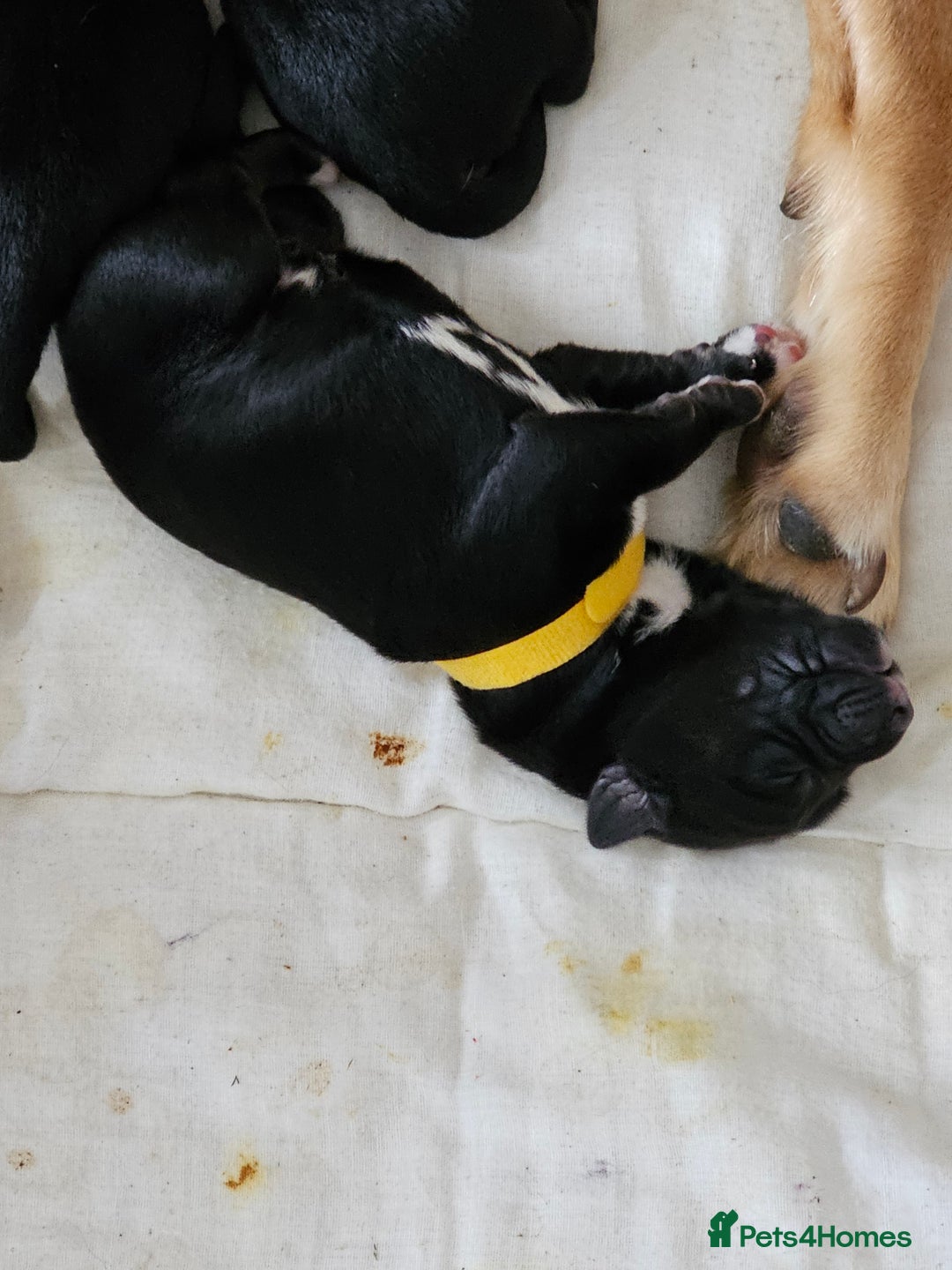 Mixed Breed dogs for sale: Puppies for sale  - Image 16