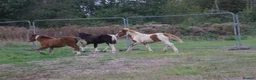 Dartmoor horses for sale: Beautiful & quiet Dartmoor Hill Colt in Colchester - Advert 5