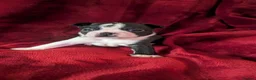 Boston Terrier dogs for sale: Boston Terriers for sale  - Advert 11
