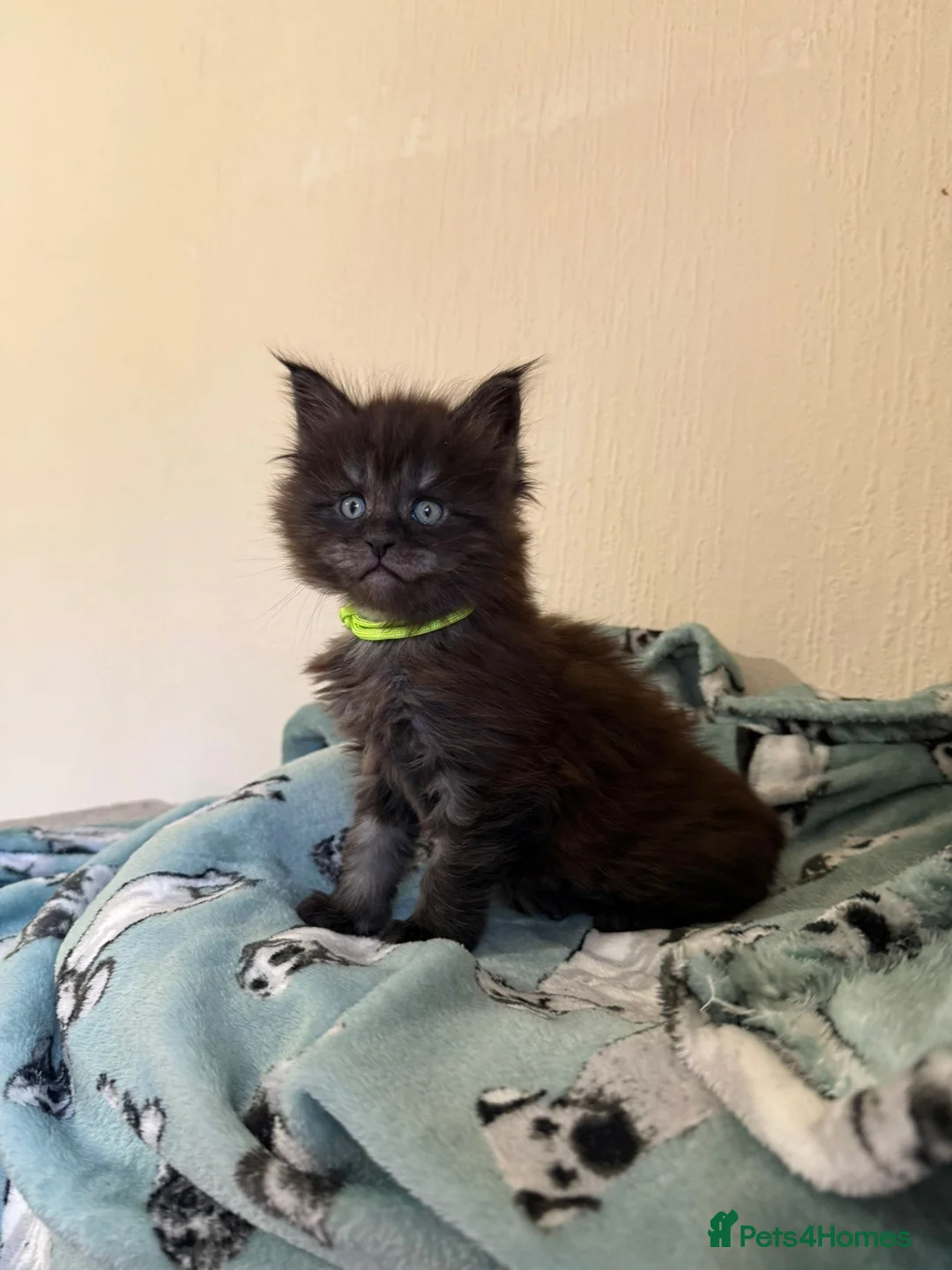 Maine Coon cats for sale: Pedigree Tica Russian Import line Maine Coons - Advert 21