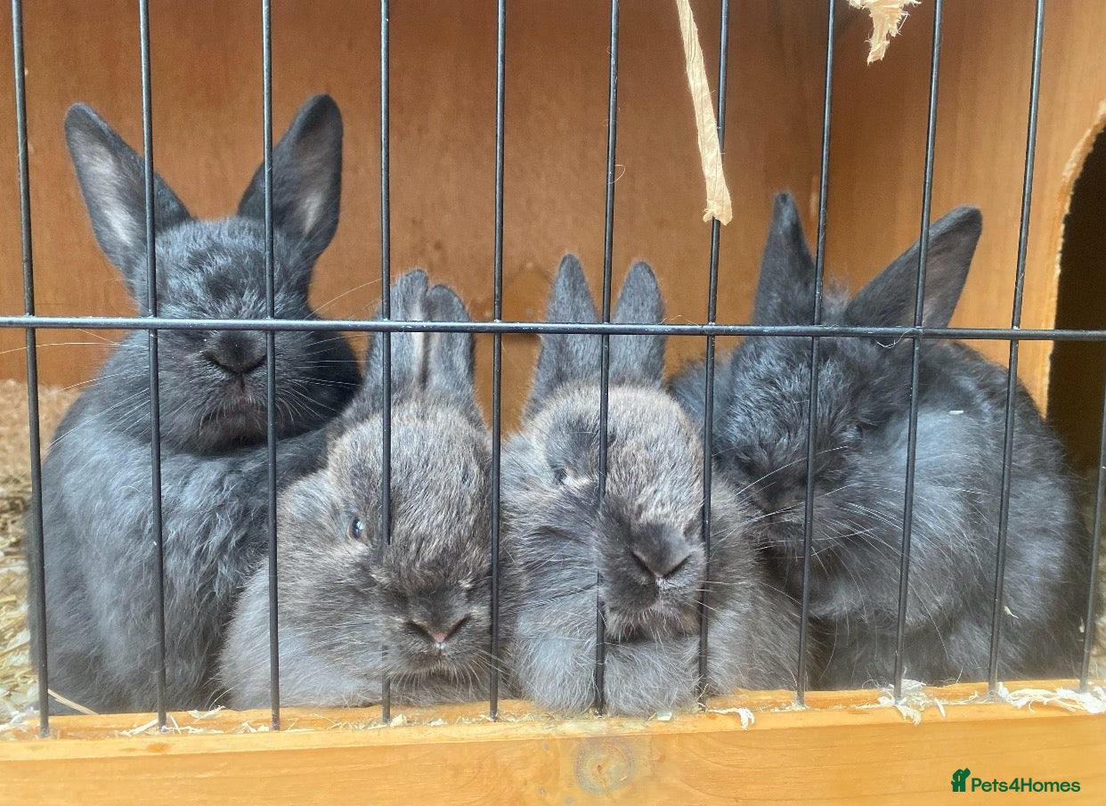 Mixed Breed rabbits for sale: Baby rabbits £50 for 2 - Advert 10
