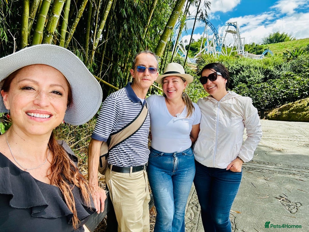 Sphynx cats for stud: Aslan  - Advert 7