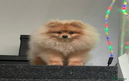 Pomeranian dogs for sale: Pomeranian  - Image 5