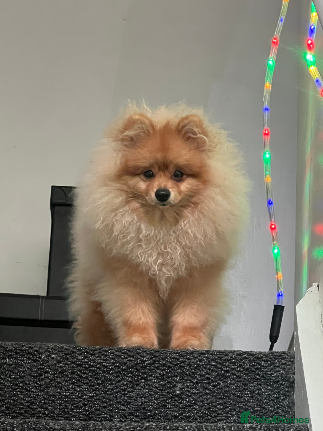 Pomeranian dogs for sale: Pomeranian  - Image 5