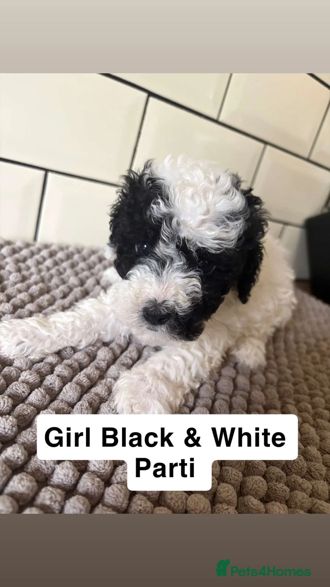 Cockapoo dogs for sale: F1B Cockapoo Puppies  - Advert 2