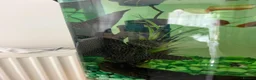 Plecos fish for sale: Britlenose Pleco - Free in London - Advert 3
