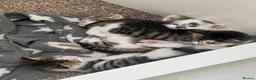 Mixed Breed cats for sale: 4 kittens  - Advert 29