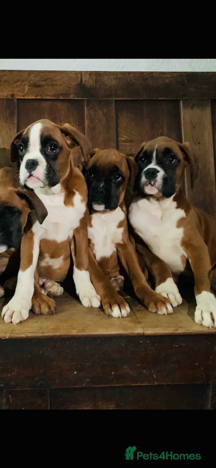 Boxer dogs Beautiful boxer pups - Advert 6