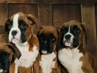 Boxer dogs Beautiful boxer pups - Advert 6
