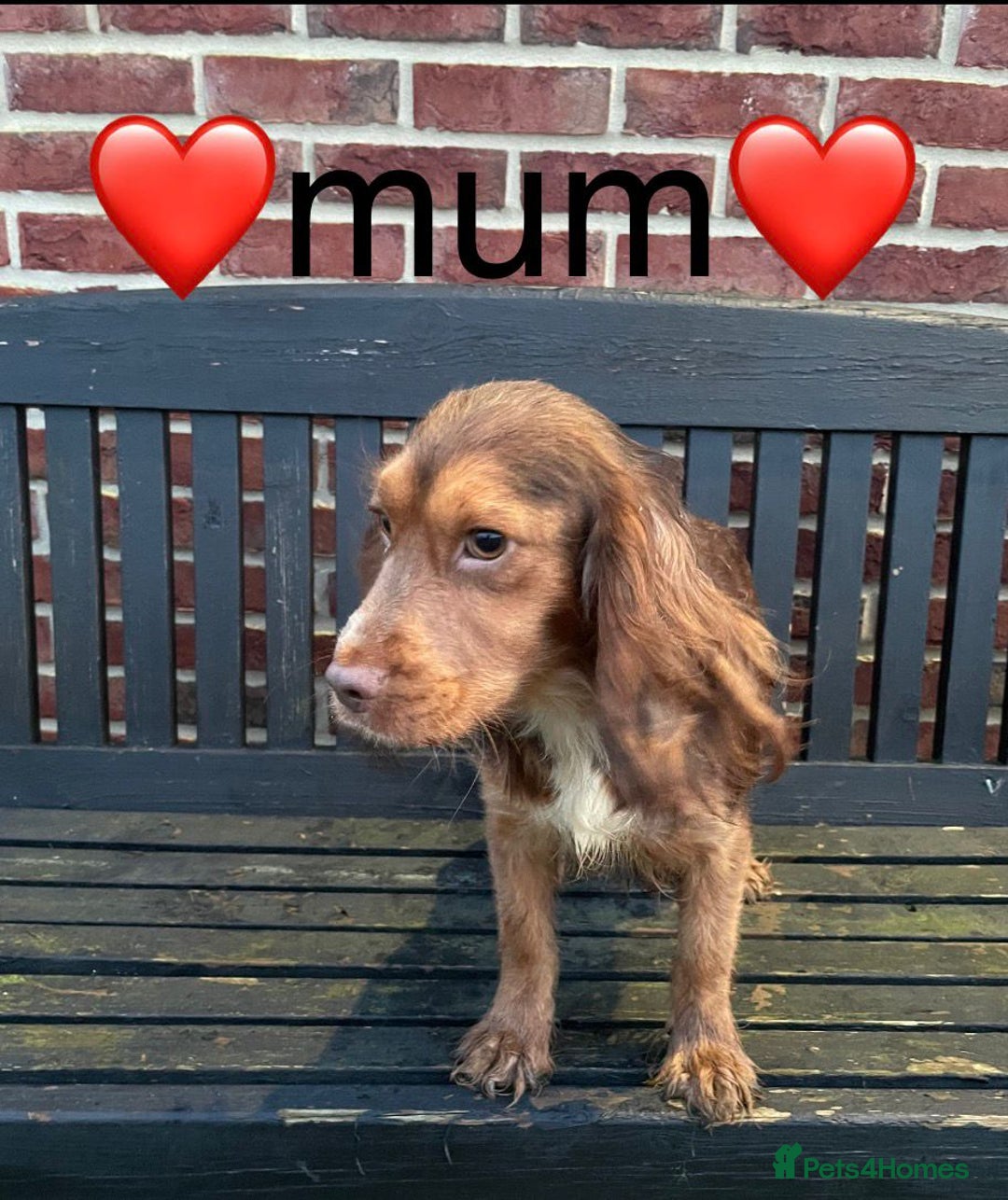 Cockapoo dogs for sale: ✨stunning cockapoo puppies✨ - Advert 11