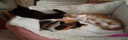 Mixed Breed cats for sale: 2 girl mixed breed beautiful kittens in Bournemouth - Advert 8