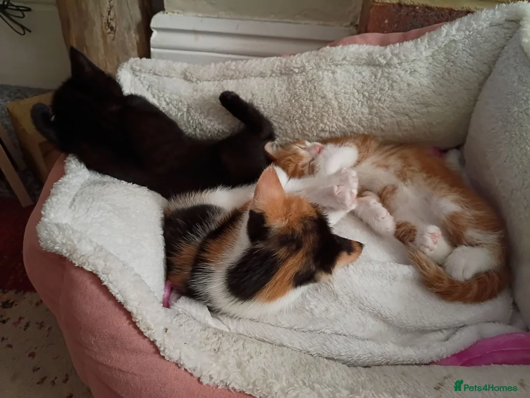 Mixed Breed cats for sale: 2 girl mixed breed beautiful kittens in Bournemouth - Advert 8