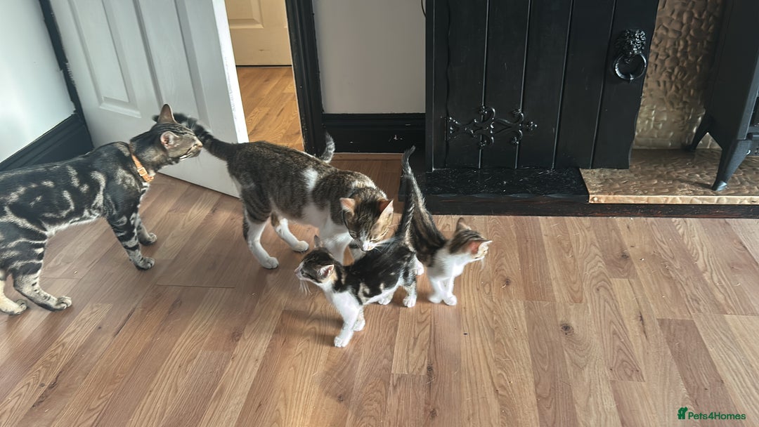 Mixed Breed cats for sale: Two beautiful female kittens - Image 5