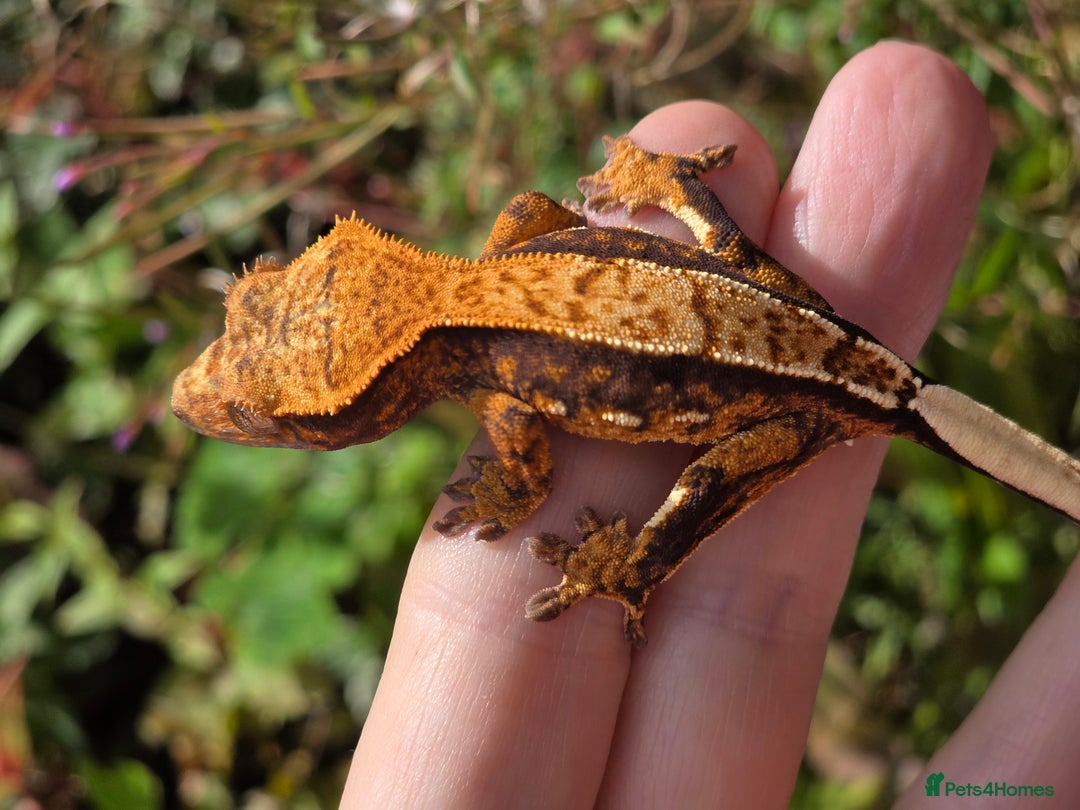 Gecko reptiles for sale: Crested geckos  - Image 8